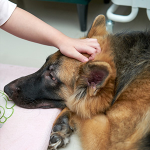 Texas Animal Forfeiture Lawyer | Legal help after your pet is seized